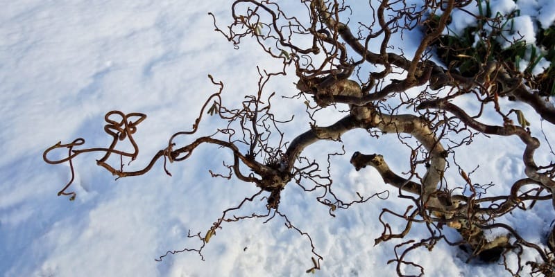 Salix Babylonica Tortuosa Sky