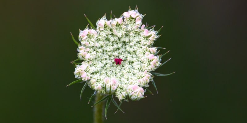 Wild Carrot