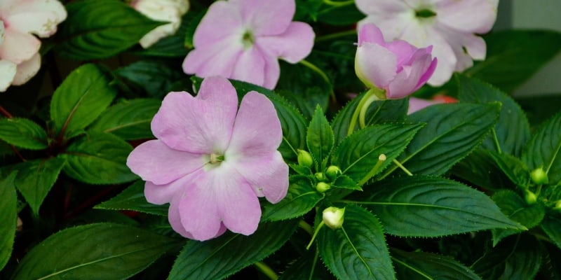 impatiens bloom