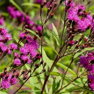 ironweed