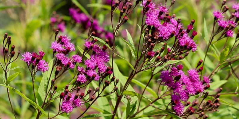 ironweed