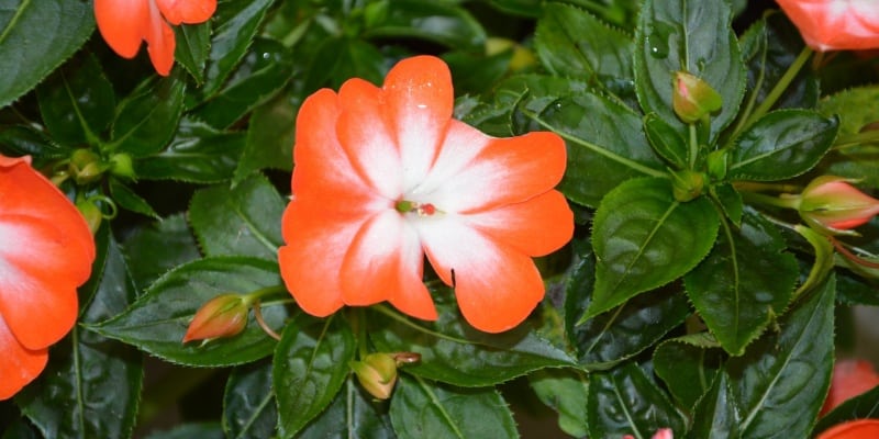 orange impatiens