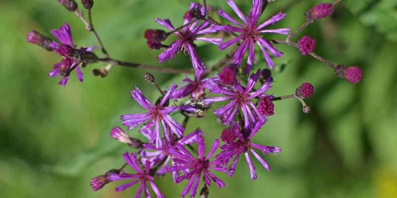 vernonia flowers