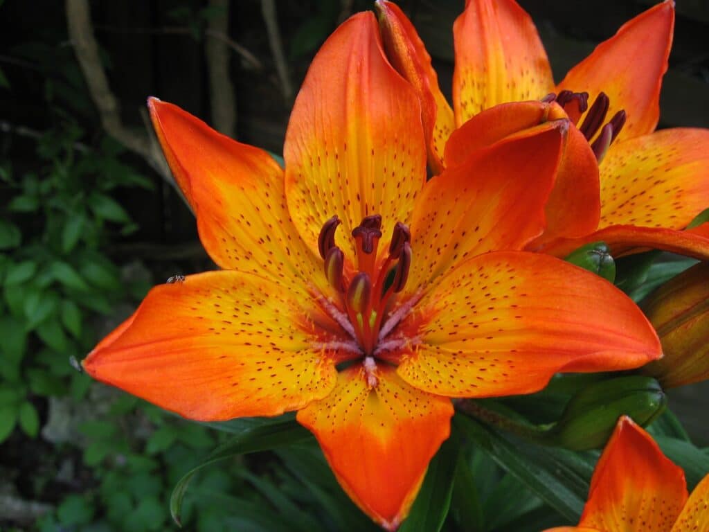 fire lily