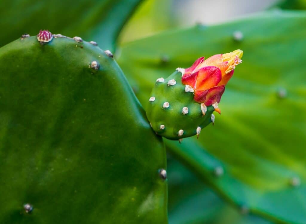 flowering cactus