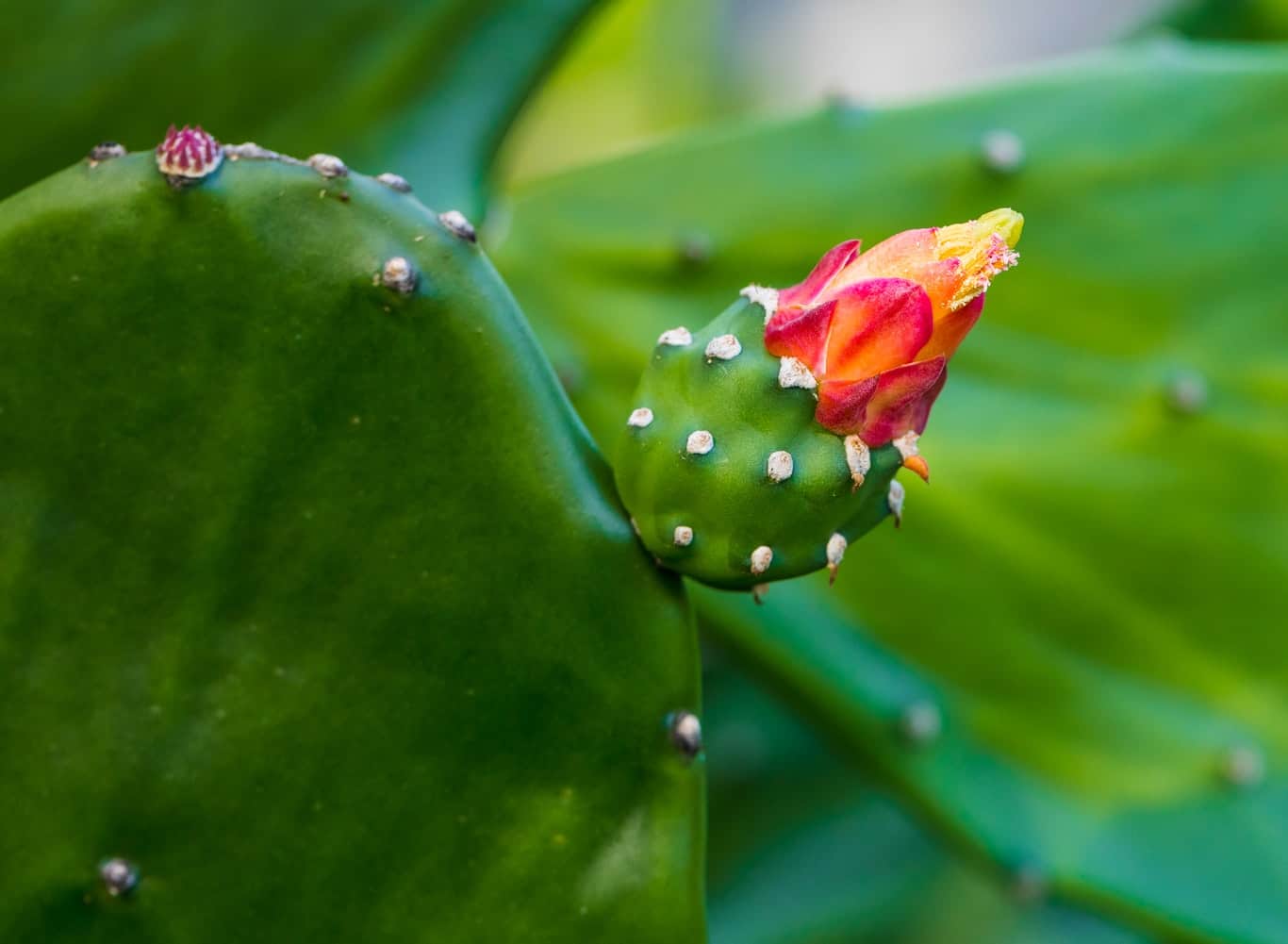 11 Popular Cactus Flower FAQs Flower Glossary