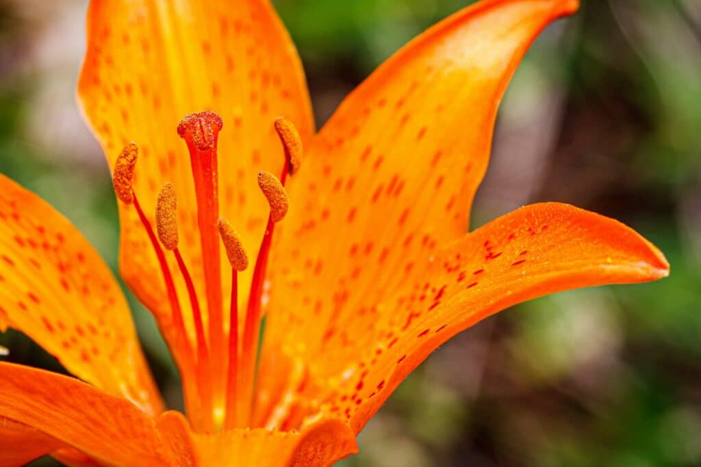 lilium bulbiferum