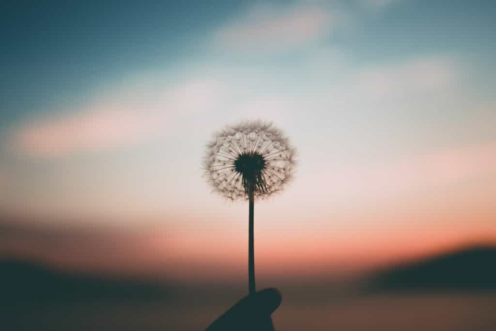 single dandelion