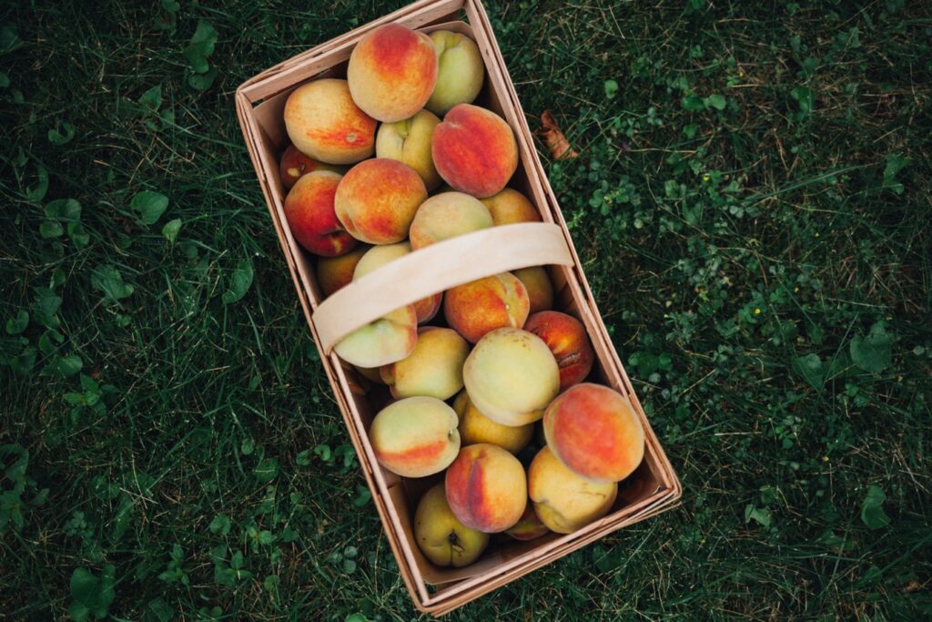 basket of peaches