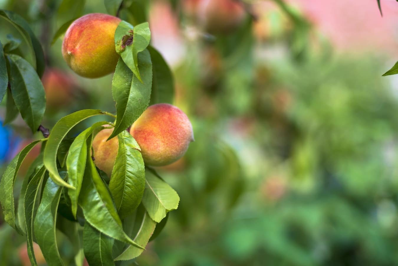 Peach Tree Care, Pruning and Growing Tips Flower Glossary