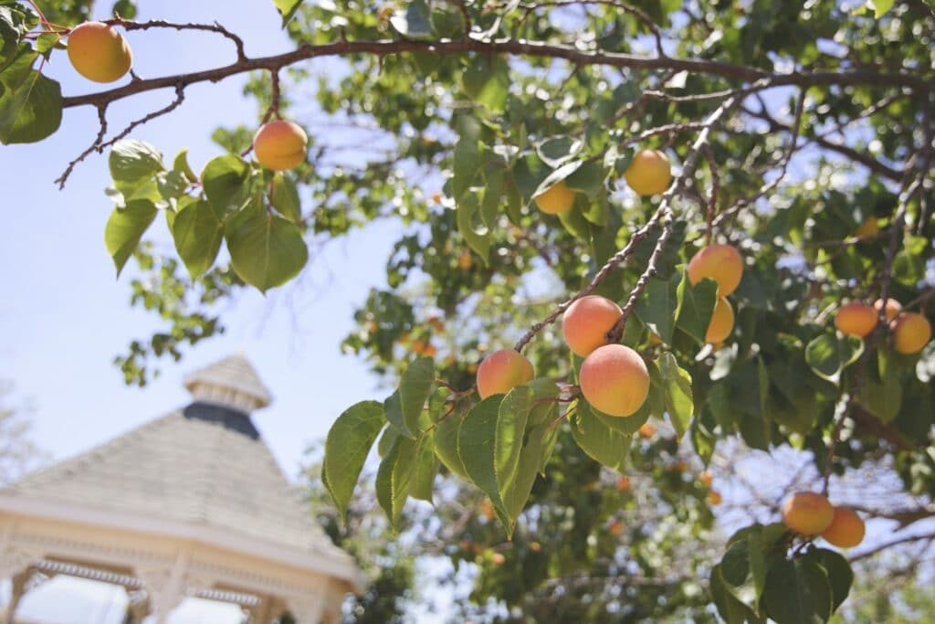 peaches on tree