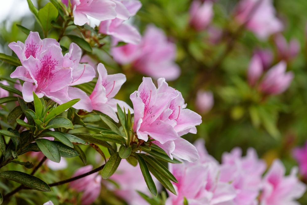 Azalea Flower