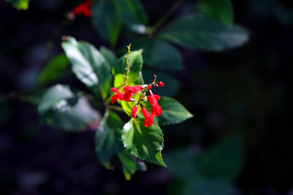 Belize Sage