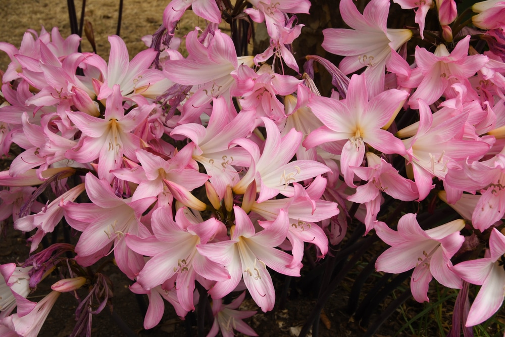 Belladonna Lily