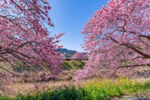 Cherry Blossoms