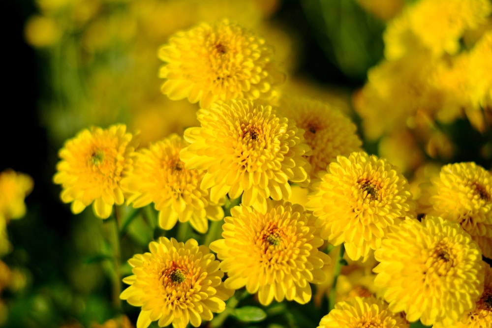 Chrysanthemum