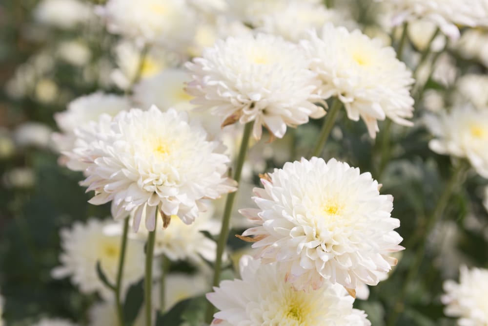 Chrysanthemums