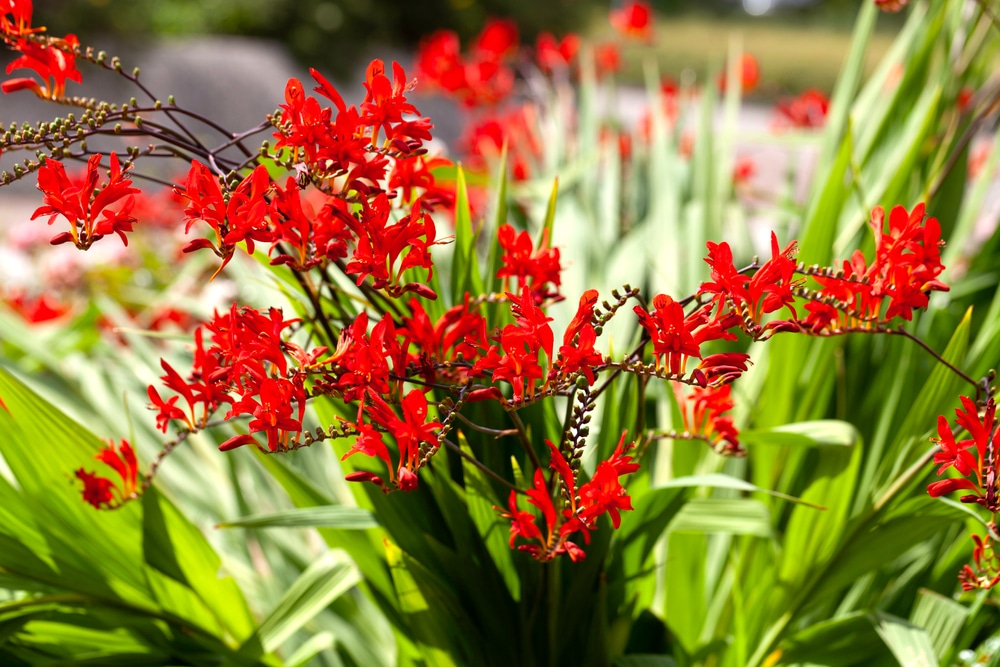 Crocosmia Emberglow