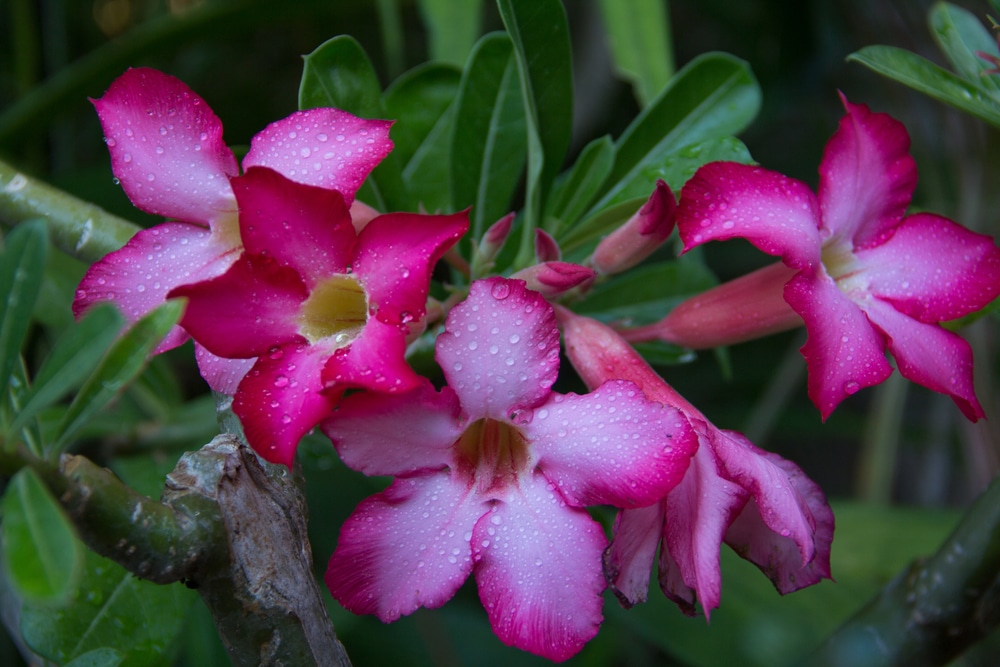 Desert Rose