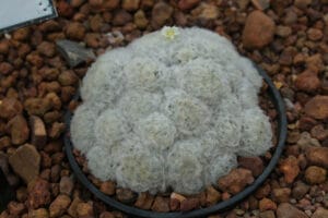 Feather Cactus