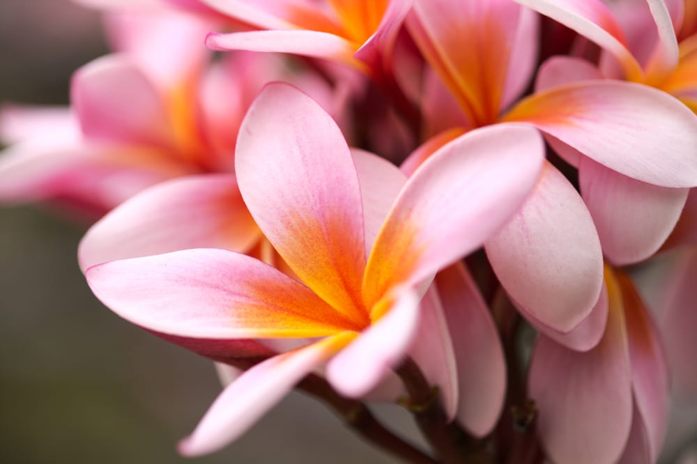 Frangipani