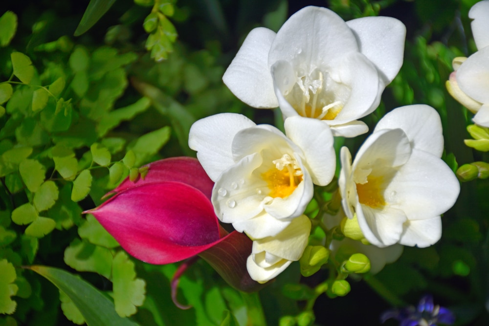 Freesia Leichtlinii