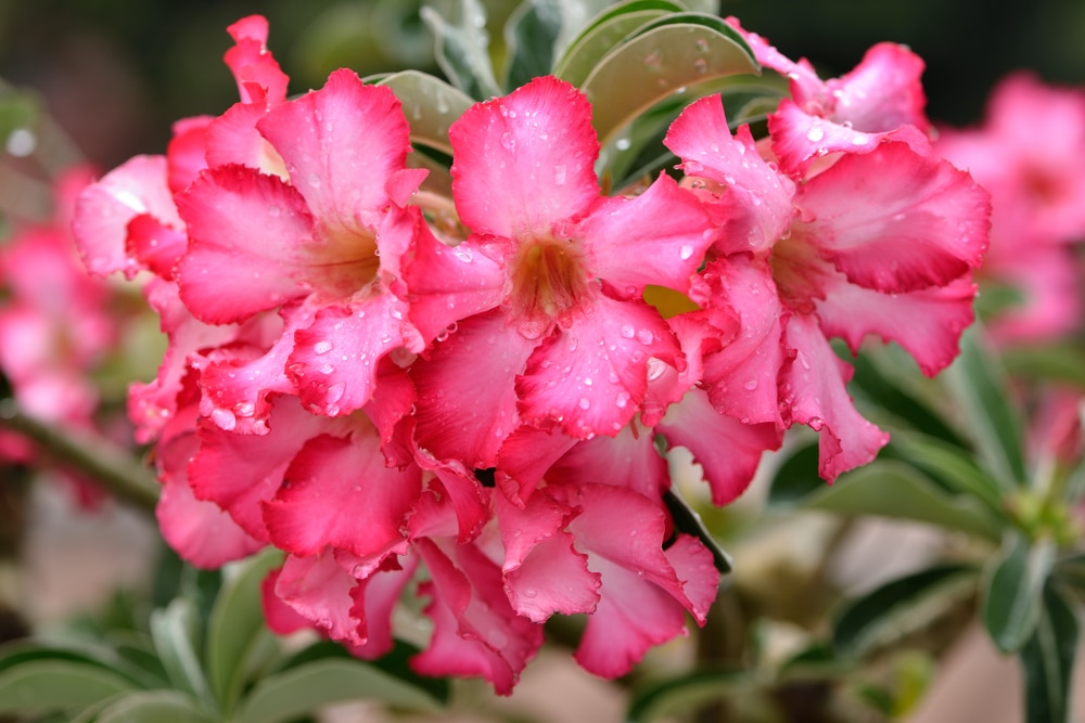 How to grow desert roses