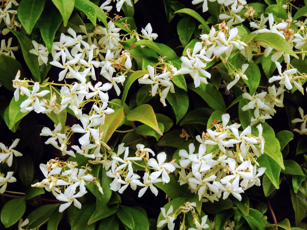 Jasmine