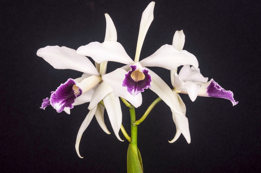 Laelia Orchid