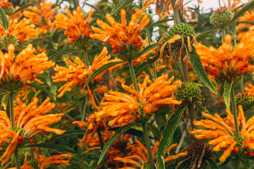 Leonotis leonurus