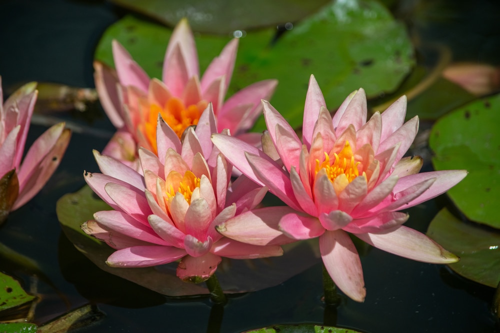 Lotus Flower