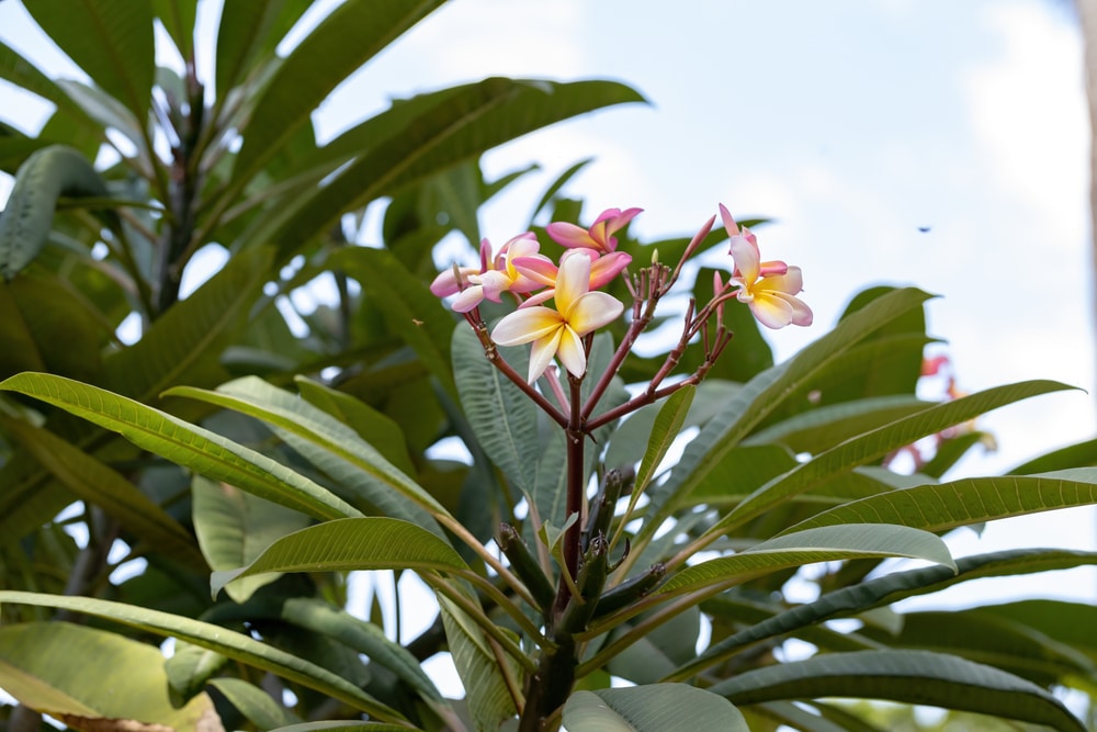 Mexican Frangipani