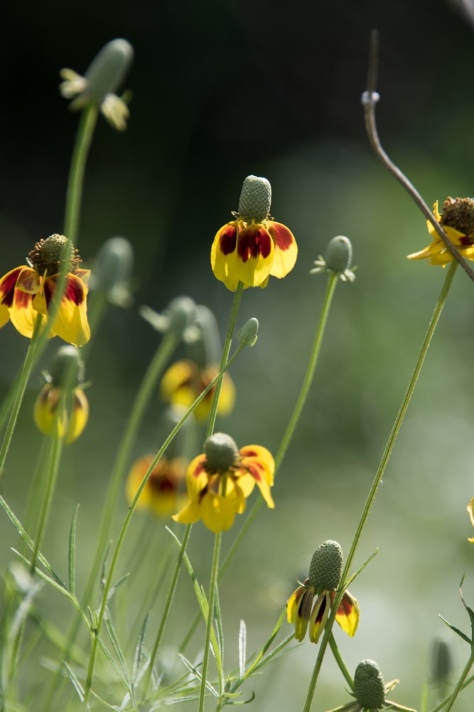 Mexican Hat Flower