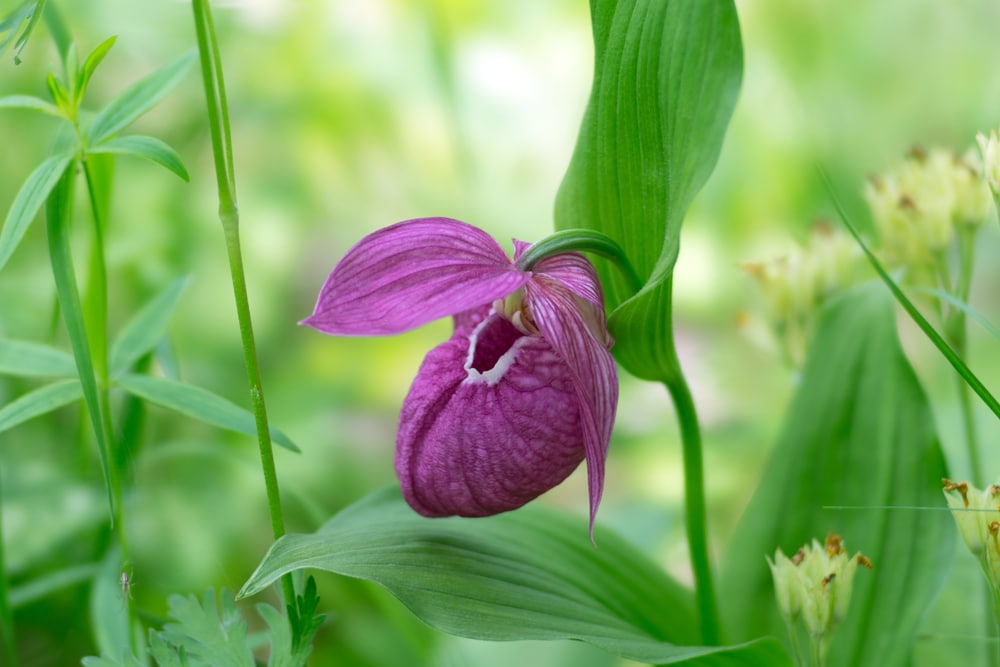 Mexican Ladys Slipper