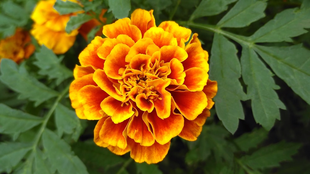 Mexican Marigold