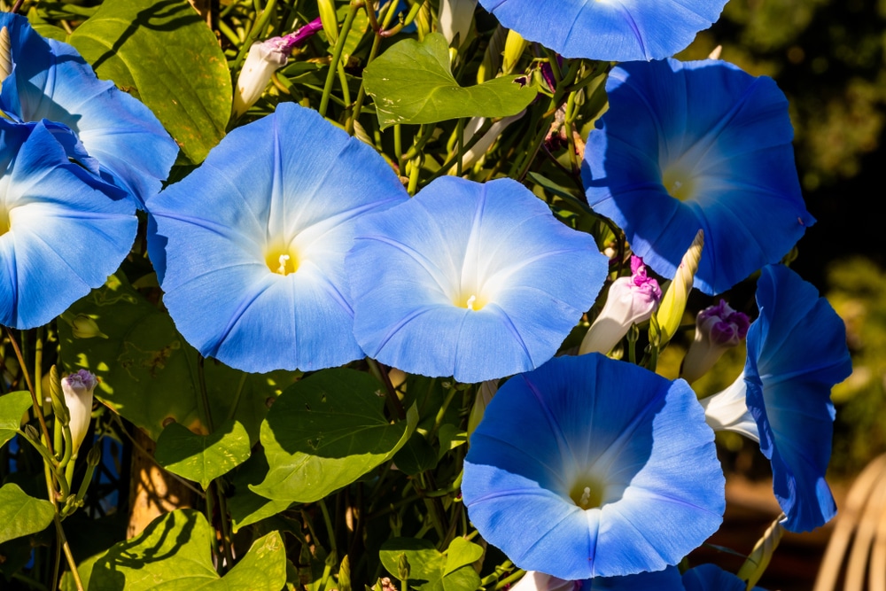 Mexican Morning Glory