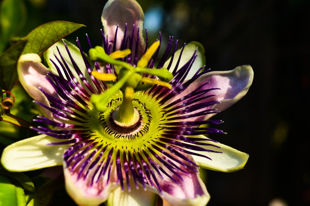 Mexican Passion Flower