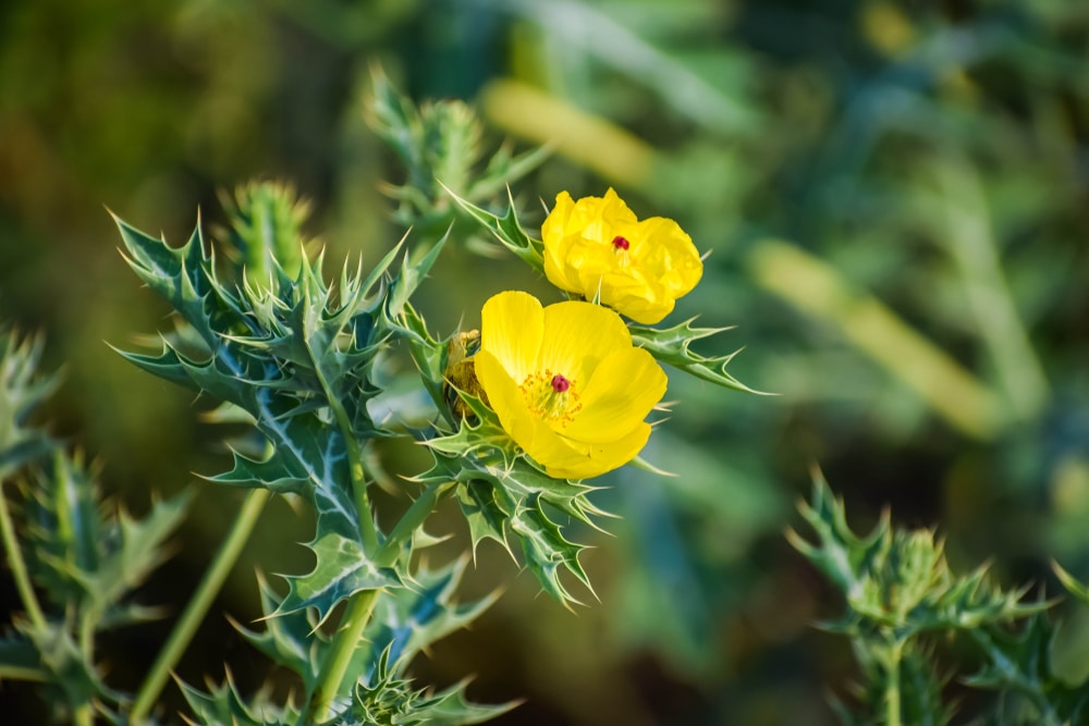 Mexican Poppy
