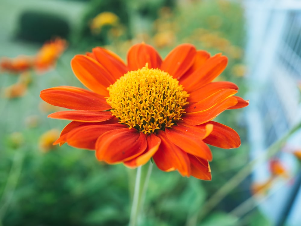Mexican Sunflower