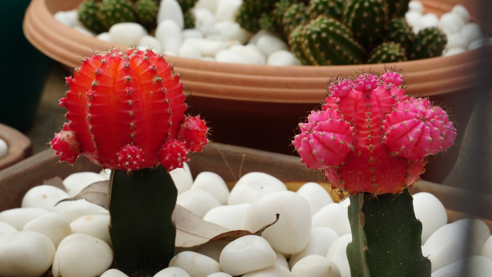 Moon Cactus