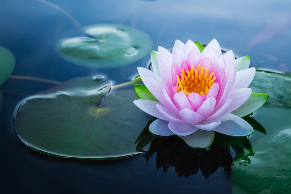 Nelumbo nucifera (lotus flower)