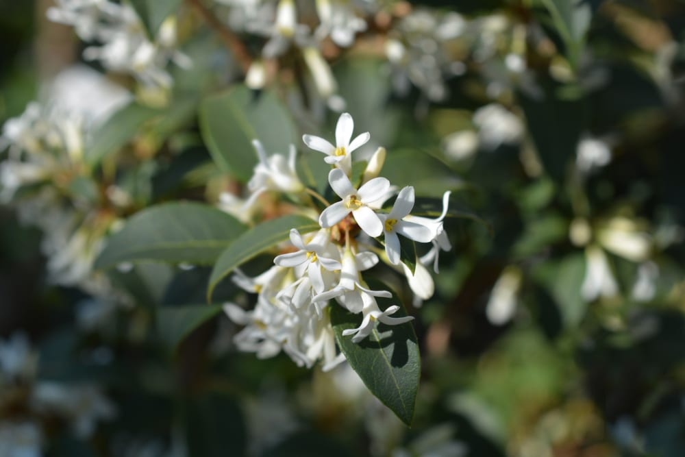 Osmanthus Flowers