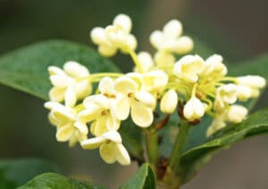 Osmanthus flower