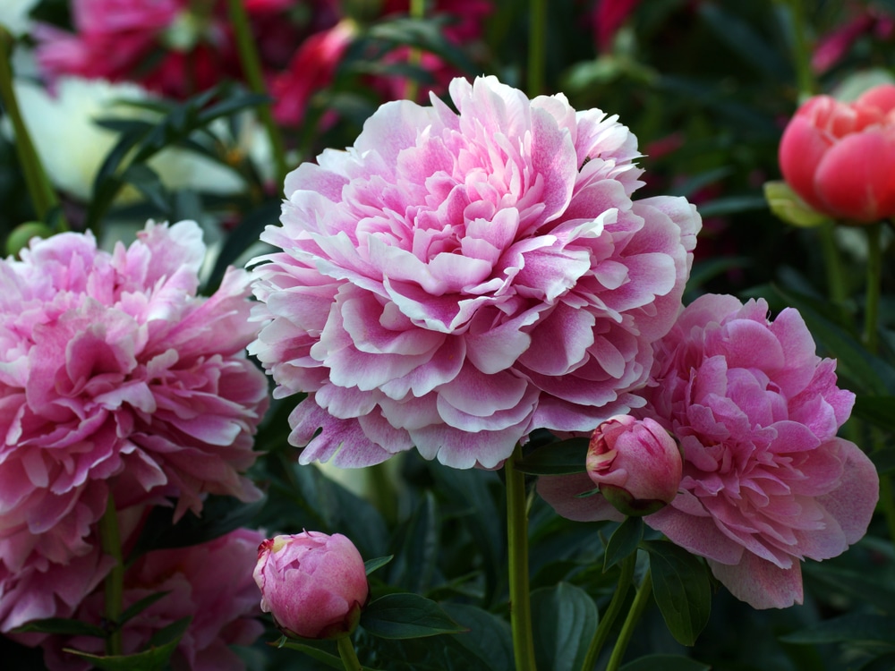 Peony