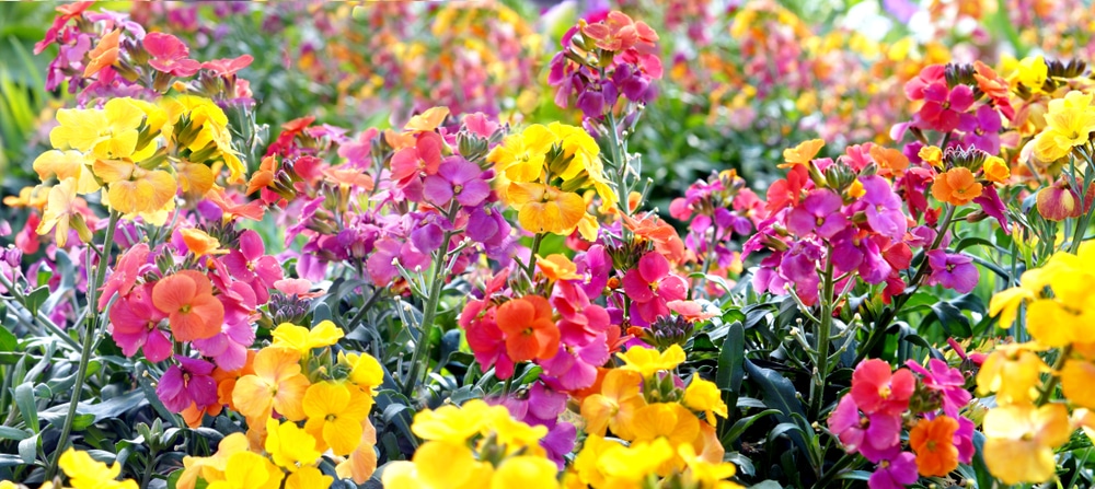 Perennial Vs Annual What Are The Differences Between These Flowering Plants