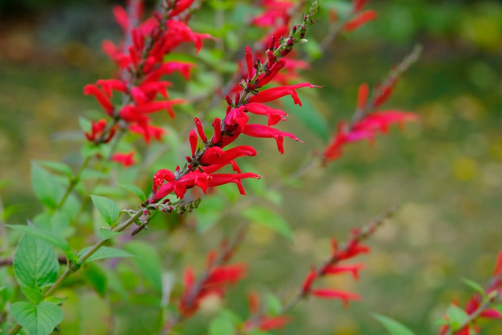 Pinapple Sage