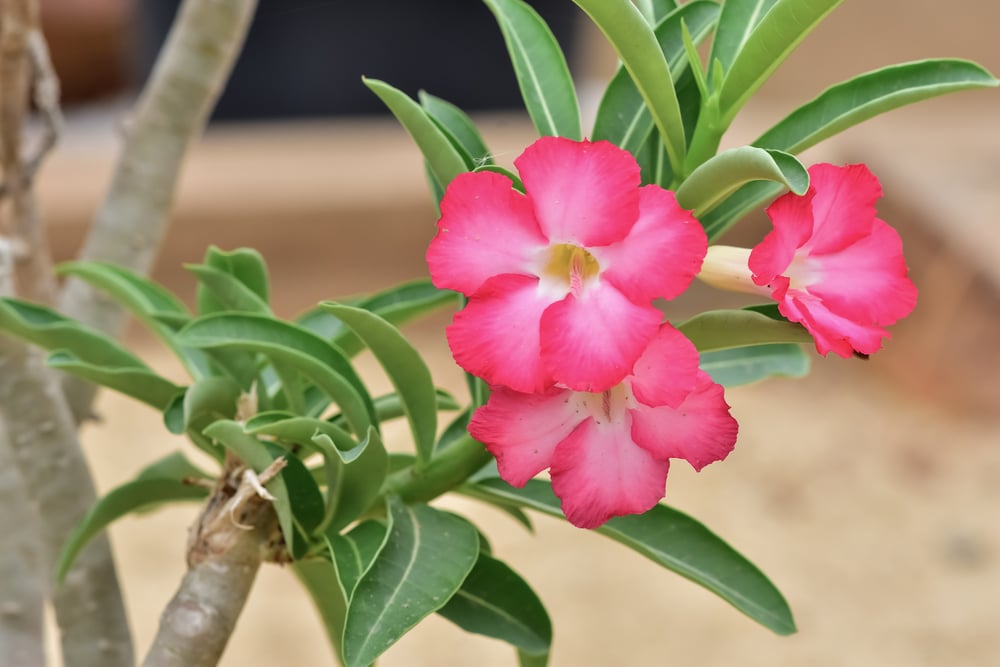 Pink Desert Rose