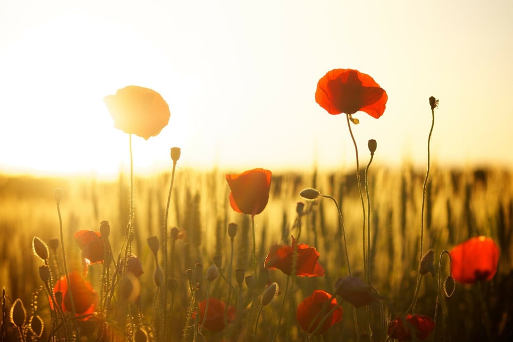 Poppy flower meaning and symbolism