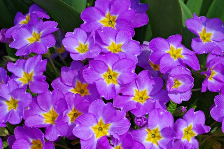 Primrose Flower Meaning And Symbolism Flower Glossary