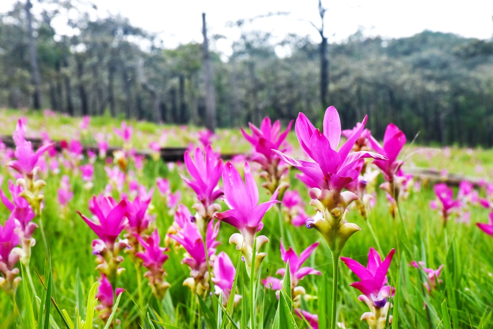 Siamese Tulips